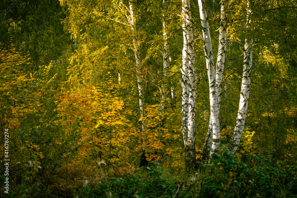 Fototapeta premium In a birch forest, leaves begin to turn yellow in early autumn