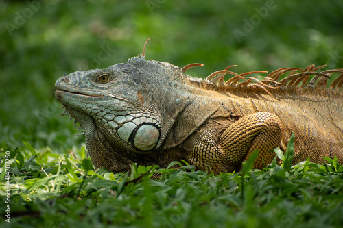 Fototapeta Naklejka Na Ścianę i Meble -  Iguana iguana