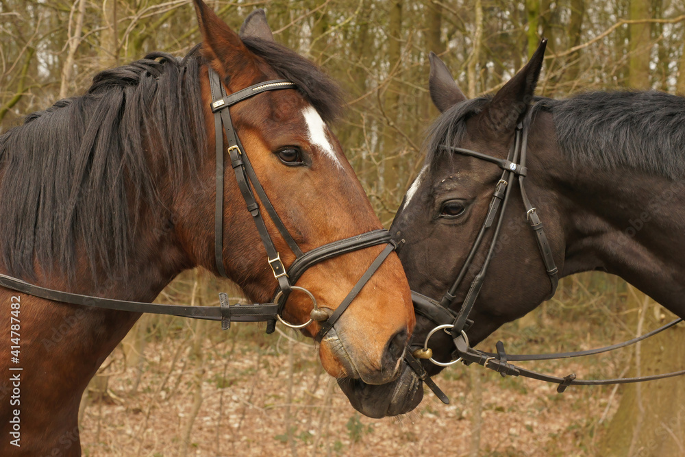 Obraz premium Closeup of the head 2 saddled riding horses outside in the woods greeting each other