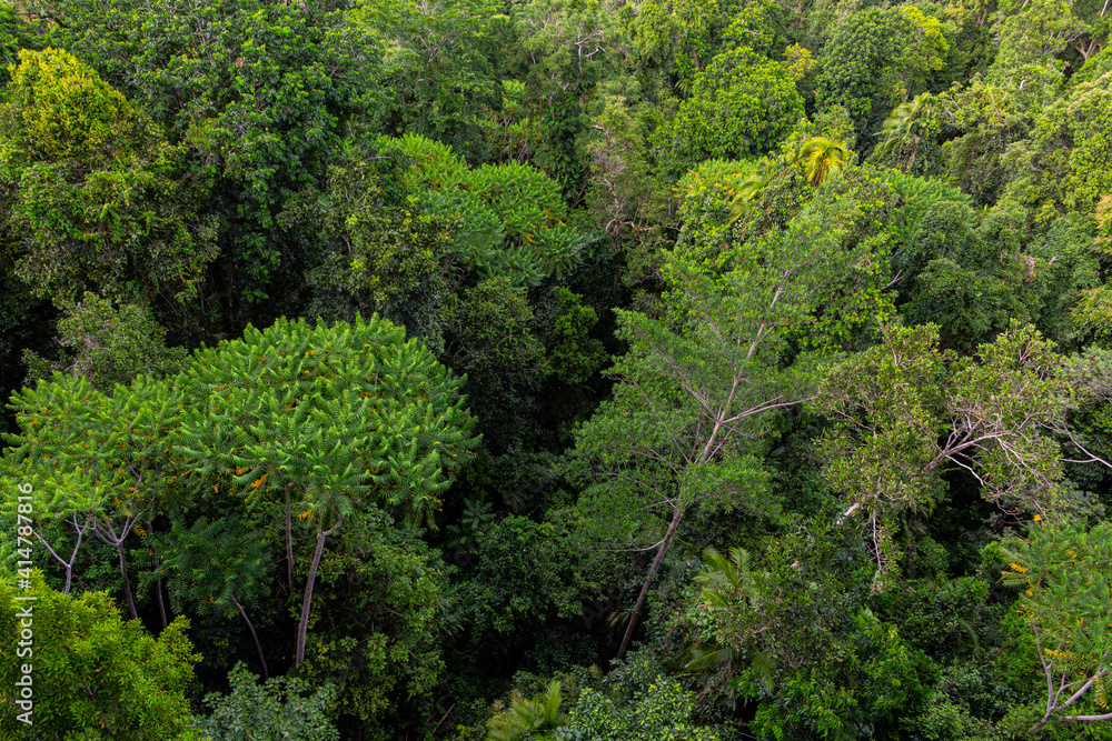 Trees in the Mamu Rainforest in Queensland, Australia Trees in the Mamu Rainforest in Queensland, Australia