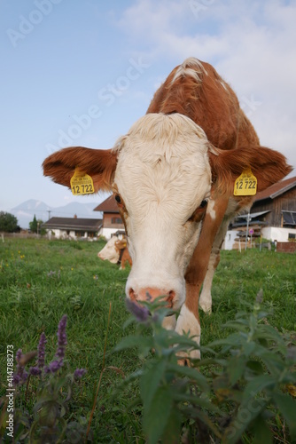 Kuh im vordergrund, bauernhof im hintergrund