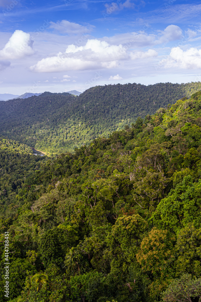 Trees in the Mamu Rainforest in Queensland, Australia