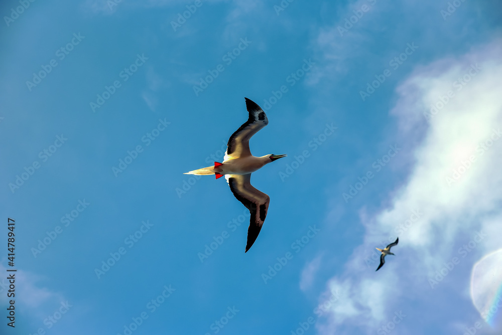 Seabird Masked, Blue-faced Booby (Sula dactylatra) flying over the ocean.