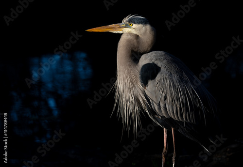 Fotografie Great blue heron at sunrise