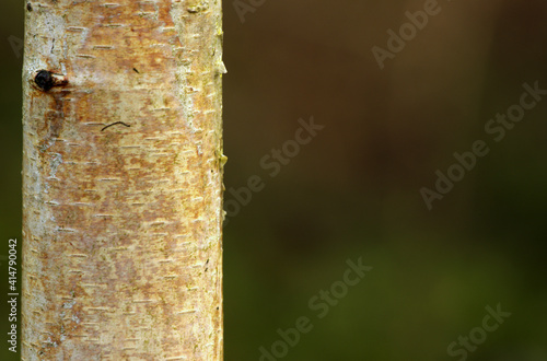 Fototapeta Naklejka Na Ścianę i Meble -  Brzoza