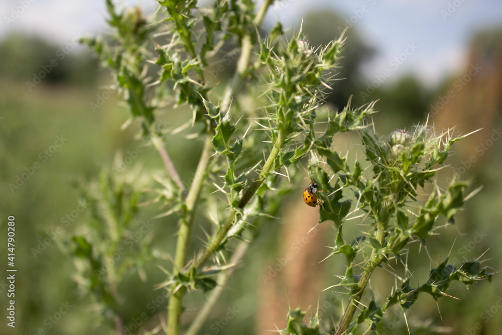 Obraz premium Field grass blossom with thorns and ladybug close-up, artistic selective focus