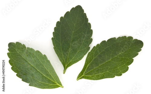 Stevia leaves pieces isolated om white background cut out. photo