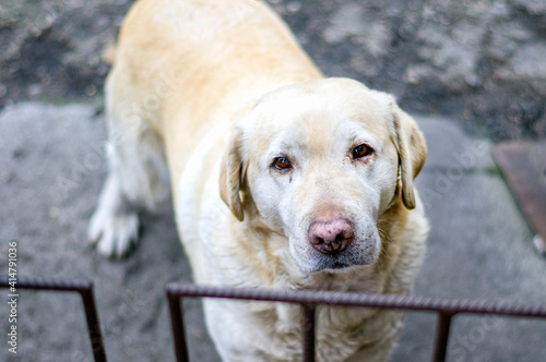 Smutny labrador  photo