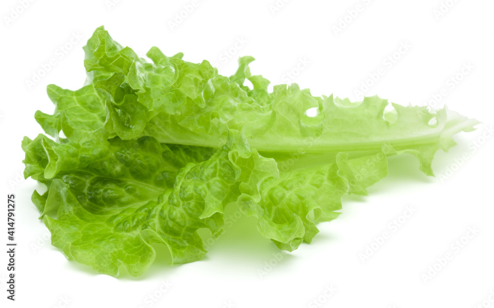 fresh green lettuce salad leaves isolated on white background fresh green lettuce salad leaves isolated on white background