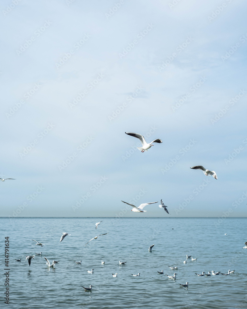 Vertical photo. Seagulls fly over the sea Vertical photo. Seagulls fly over the sea