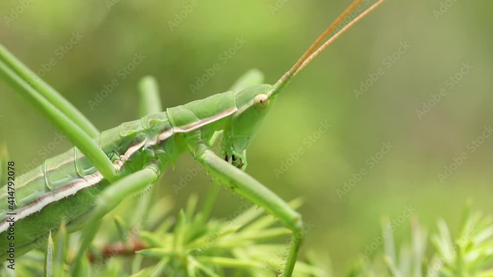 Grasshopper (Saga Pedo) close up Grasshopper (Saga Pedo) close up