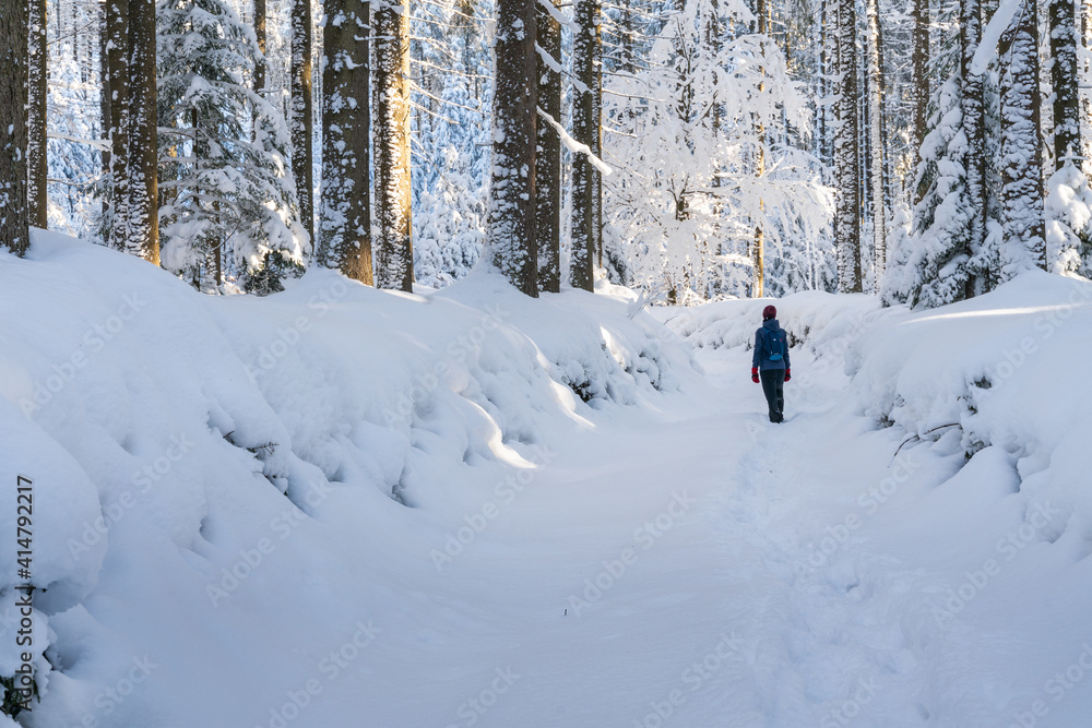 Female hiker on the trail through winter forest with a lots of snow. Golden light shines through the trees. Beautiful winter scene. Beskid mountains, Czech Republic.