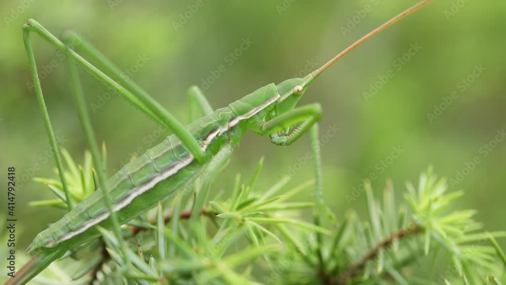 Grasshopper on the ground searching for food Grasshopper on the ground searching for food