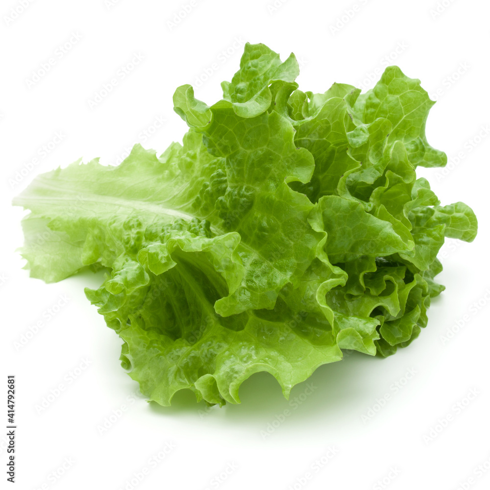 fresh green lettuce salad leaves isolated on white background fresh green lettuce salad leaves isolated on white background