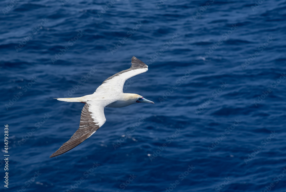 Seabird Masked, Blue-faced Booby (Sula dactylatra) flying over the ocean. Seabird Masked, Blue-faced Booby (Sula dactylatra) flying over the ocean.
