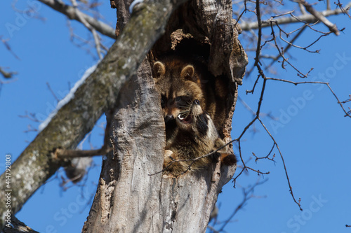 Two raccoons sharing a hollow tree with one showing its teeth on a sunny winter day. 