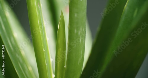 The aloe vera plant is spinning. The medicinal plant is used in cosmetology. Succulent plant leaves