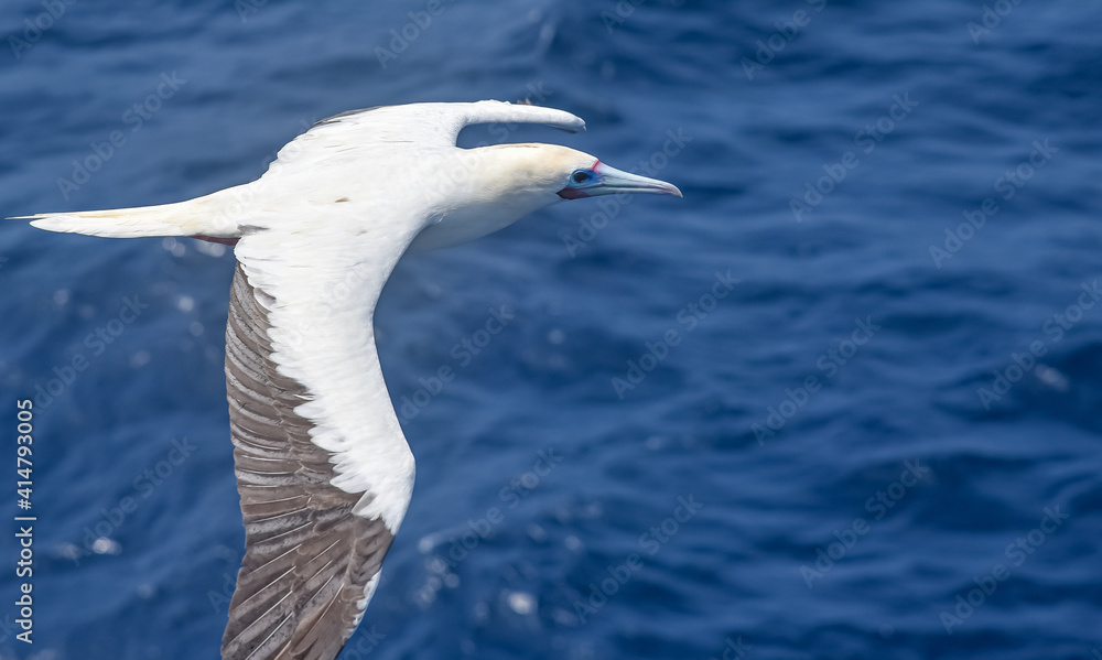 Seabird Masked, Blue-faced Booby (Sula dactylatra) flying over the ocean.