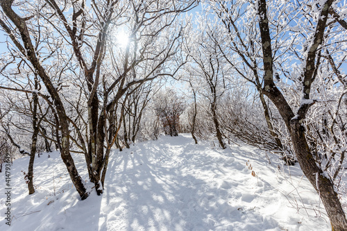A beautiful hiking trail on the top of the mountain among low snow-covered bushes. The top of the snowy mountain. © alexhitrov