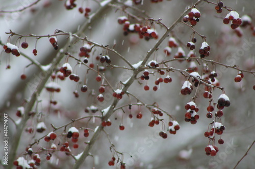 wild berries on a snowy day