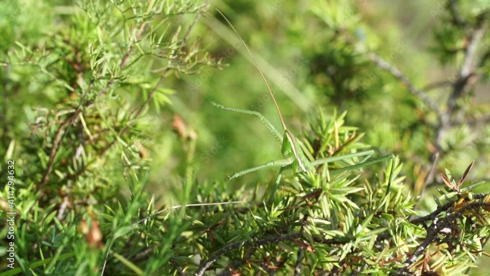 Grasshopper (Saga Pedo) jumping slow motion Grasshopper (Saga Pedo) jumping slow motion
