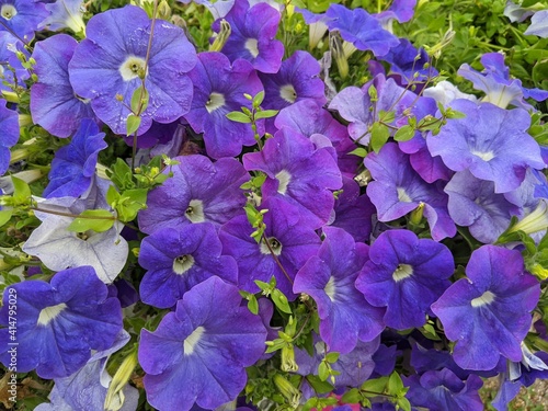 Purple petunia flowers for packaging, advertising and design.