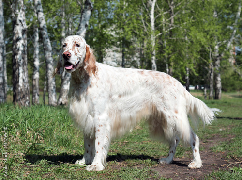 Tableau sur toile irish setter