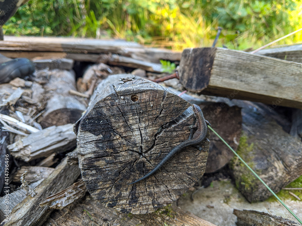 Small lizard on an old tree. Nature background. Small lizard on an old tree. Nature background.