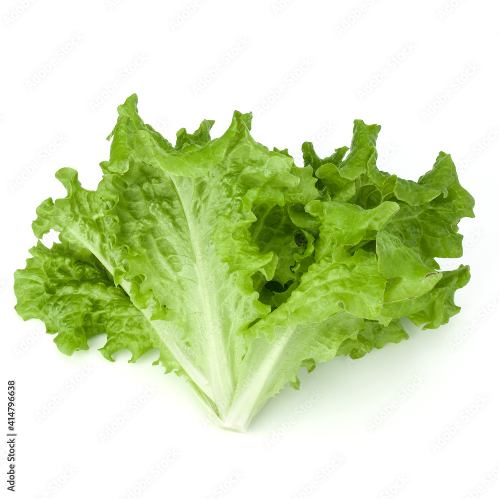 fresh green lettuce salad leaves isolated on white background fresh green lettuce salad leaves isolated on white background