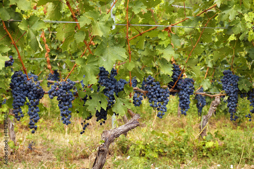 Beautiful harvest in the vineyard, huge clusters of blue fruit on the shrubs. Hungary.