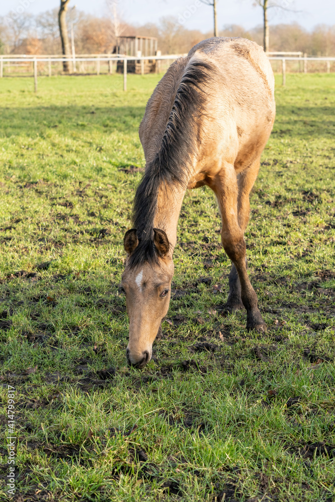 One year old Thoroughbred horse grazing in a green area in rural pastures. Nice yellow, buckskin color One year old Thoroughbred horse grazing in a green area in rural pastures. Nice yellow, buckskin color