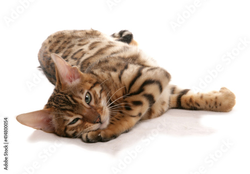 Wallpaper Mural Rosetted Bengal Kitten Torontodigital.ca