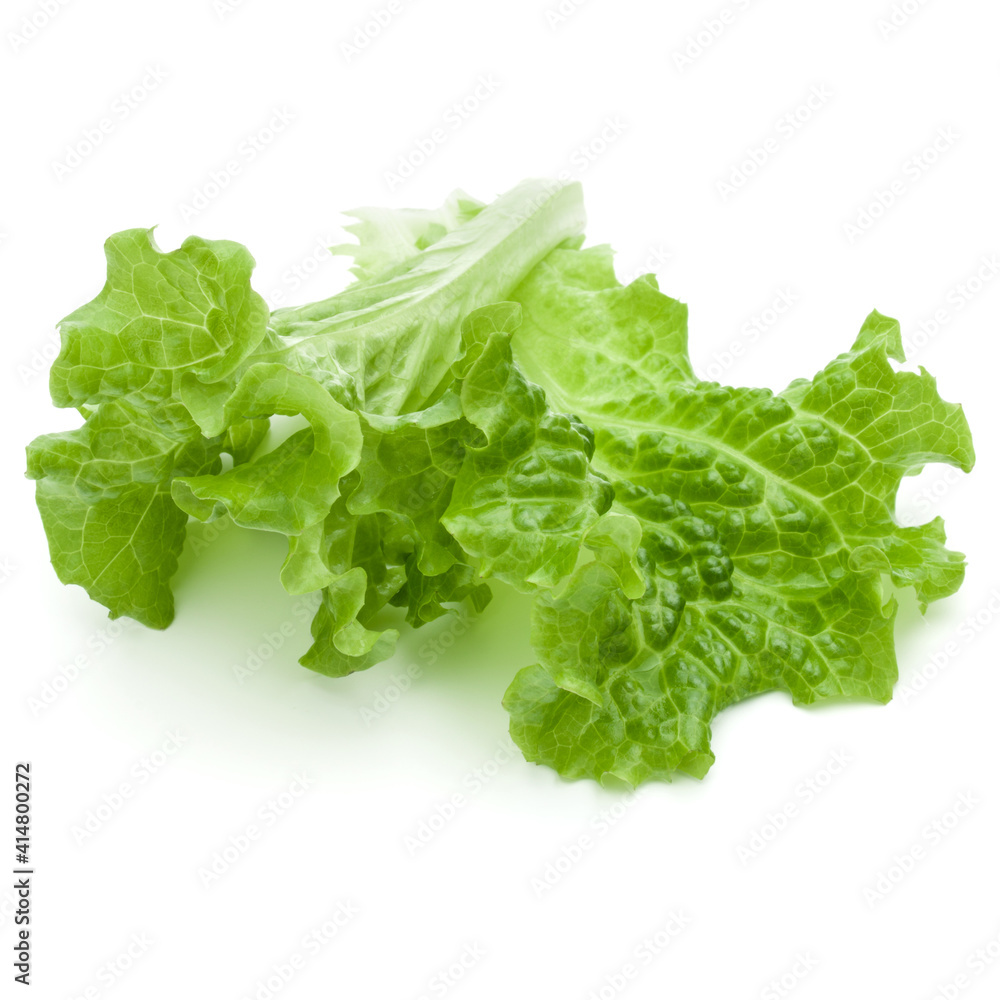 fresh green lettuce salad leaves isolated on white background fresh green lettuce salad leaves isolated on white background