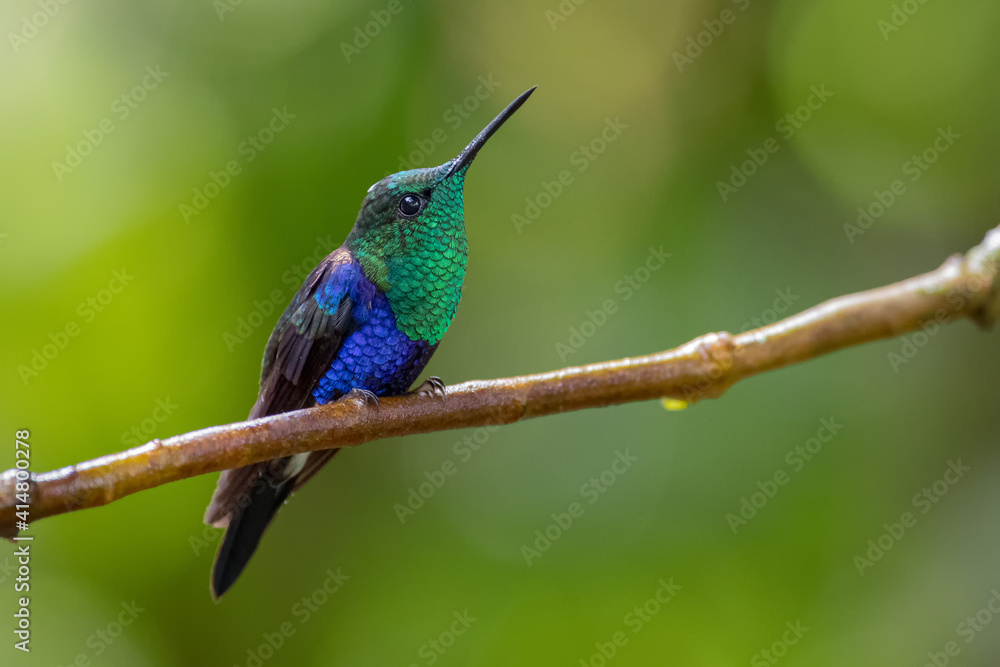 Beautiful hummingbird looking up for insects Beautiful hummingbird looking up for insects