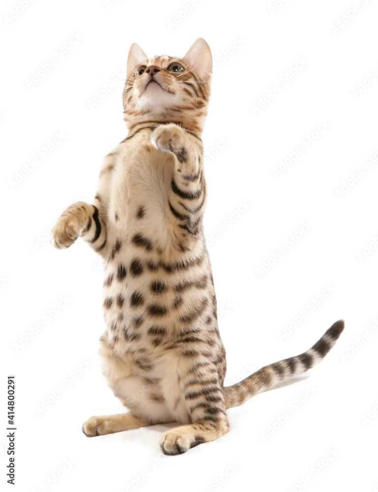 Rosetted Bengal Kitten Rosetted Bengal Kitten