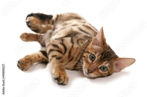 Rosetted Bengal Kitten