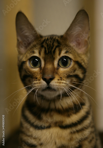Fototapeta Naklejka Na Ścianę i Meble -  Rosetted Bengal Cat