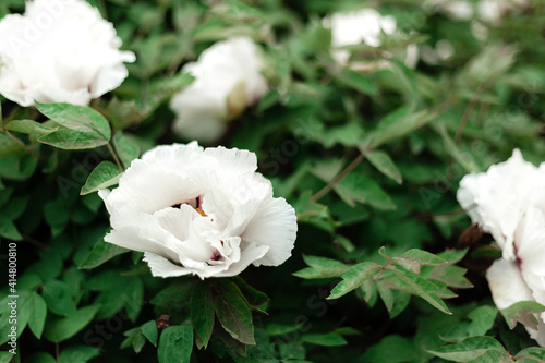 Many beautiful blooming white peonies, white flowers on bush in garden in spring. A beautiful tree peony during flowering. Backyard gardening. Paeonia suffruticosa