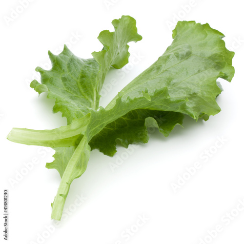 Close up studio shot of fresh green endive salad leaf isolated on white background.