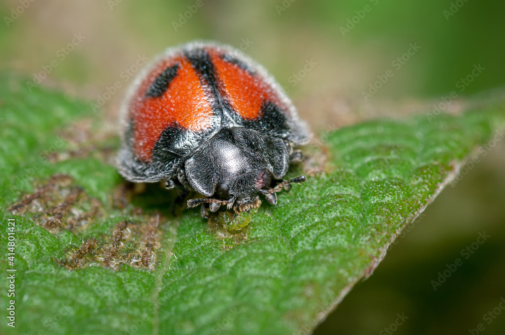 Fototapeta premium Ladybug feeding on a fresh green leaf