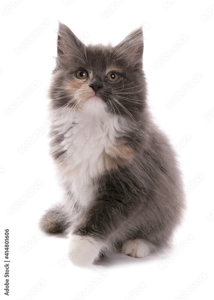 Obraz premium Maine Coon Kitten