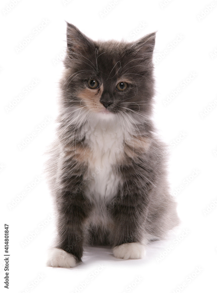 Maine Coon Kitten Maine Coon Kitten