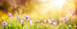 Abstract Defocused Spring - Purple Daisies And Butterfly On Grass In Sunny Field