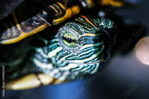 red-cheeked water turtle, macro photo, its eye © Hatice