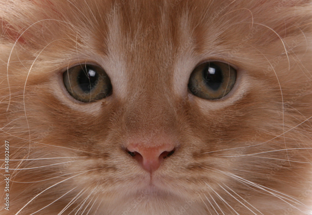 Maine Coon Kitten eyes