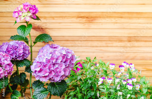Hydrangea and pansies on background of wooden fence. Hydrangea macrophylla, purple hortensia flower bush copy space. Home flowers on balcony, garden veranda modern terrace.Home gardening, houseplants