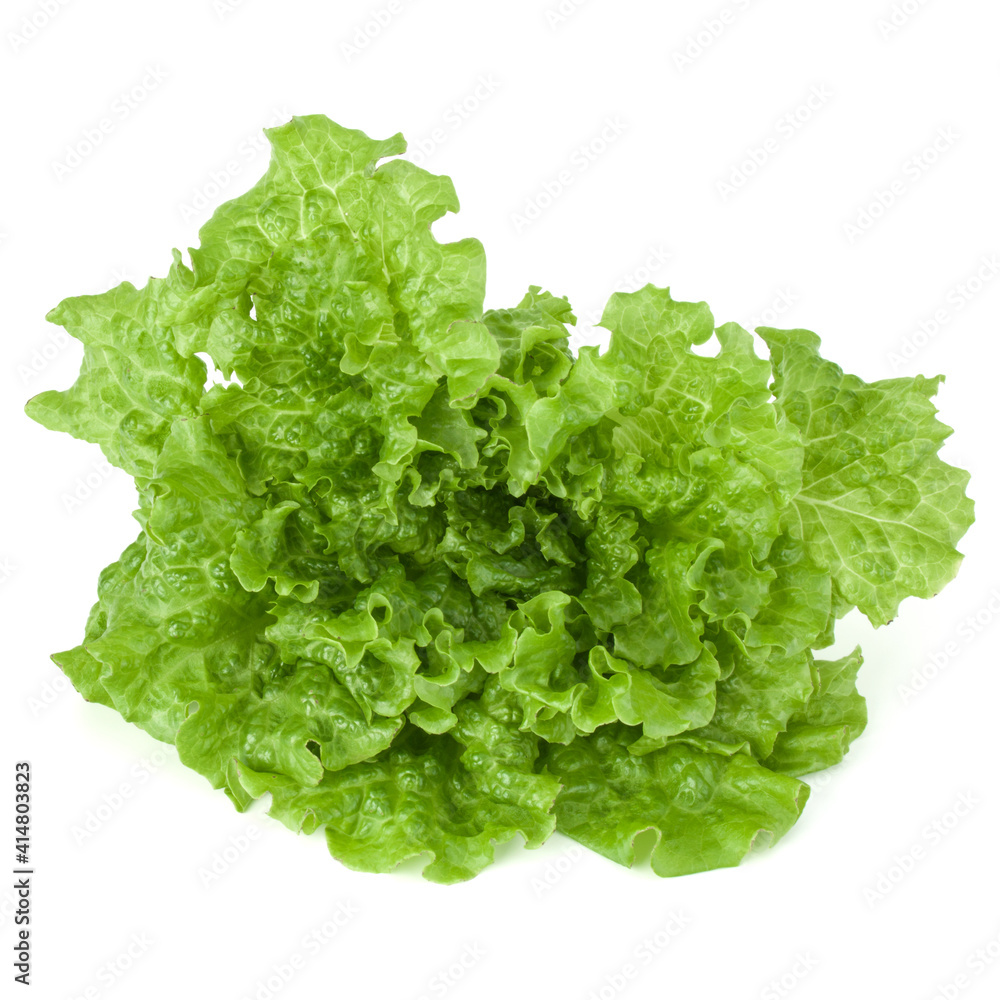 fresh green lettuce salad leaves isolated on white background fresh green lettuce salad leaves isolated on white background