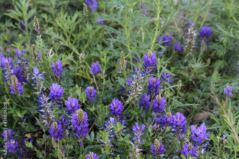 Purple Lupine flowers close up. spring flowers. Purple Lupine flowers close up. spring flowers.