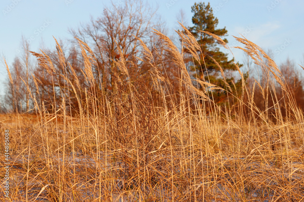 Fototapeta premium Yellow grass close up, beautiful autumn landscape.
