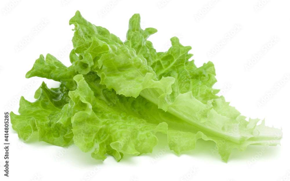 fresh green lettuce salad leaves isolated on white background fresh green lettuce salad leaves isolated on white background